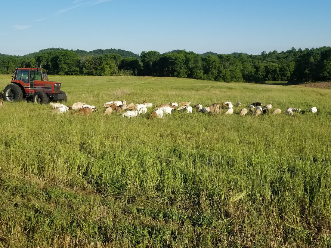 pasture raised goats on Wisconsin fall pasture from Fisher Creek Farms
