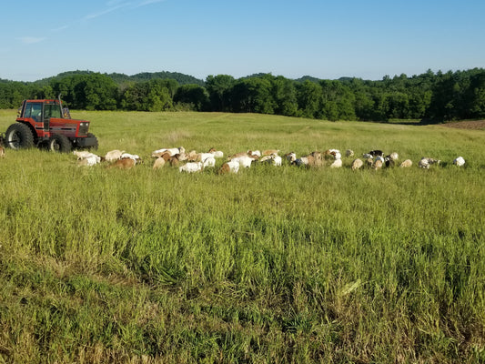 pasture raised goats on Wisconsin fall pasture from Fisher Creek Farms