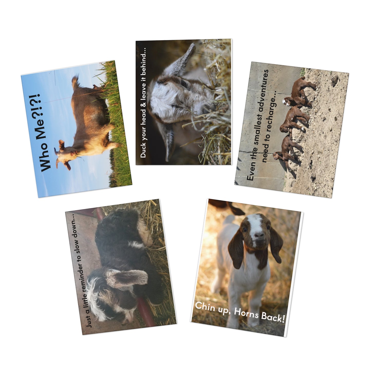 Goat Humor Greeting Cards (5-Pack) — Funny Goat Photo Cards with Messages: "Who Me?!!", "Chin up, Horns Back!", Encouragement & Adventure